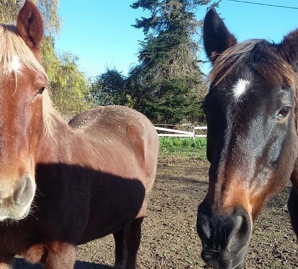 chevaux