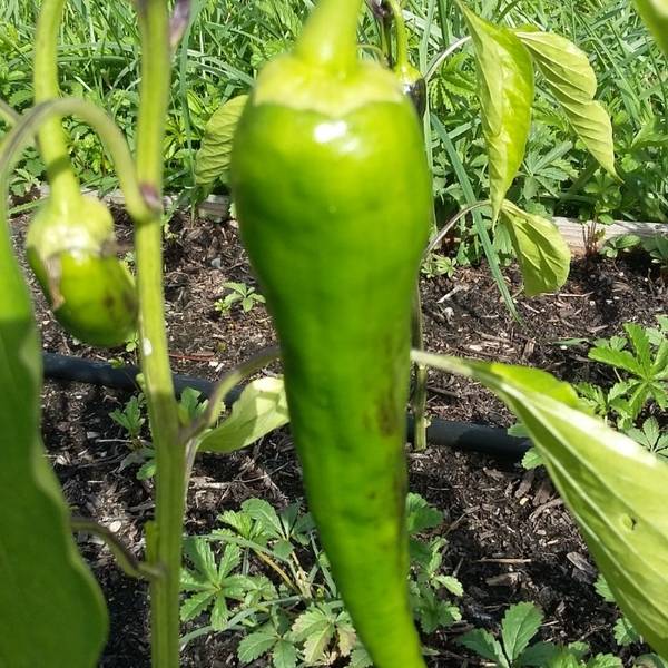 legume
