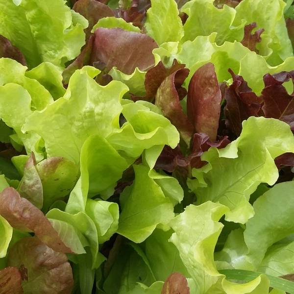 legume