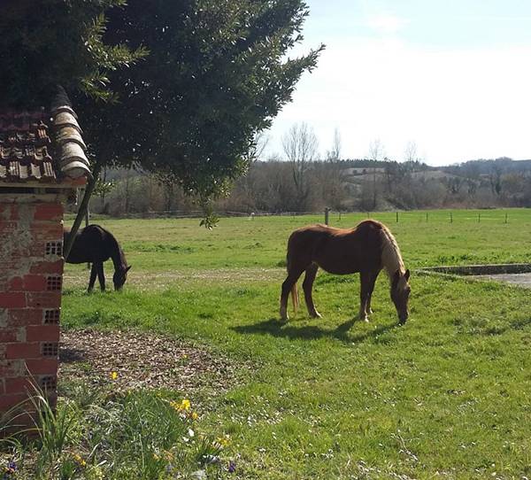 chevaux