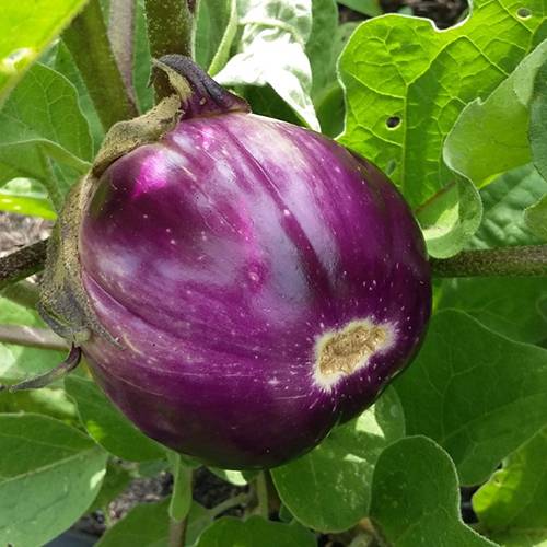 legume