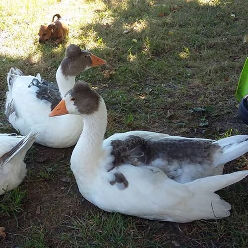 canard